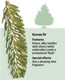 Christmas Tree Korean Fir