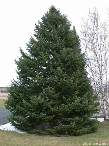 Christmas Tree Balsam