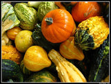 Pumpkins Chicago Gourds