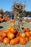 Pumpkins Chicago Corn Stalks